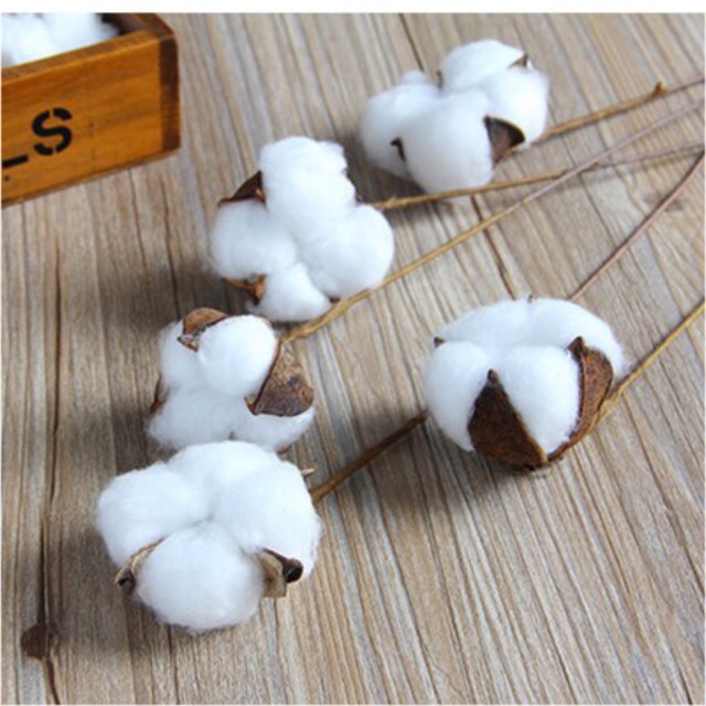 Độ mềm mịn của vải phụ thuộc vào sợi cotton tự nhiên
